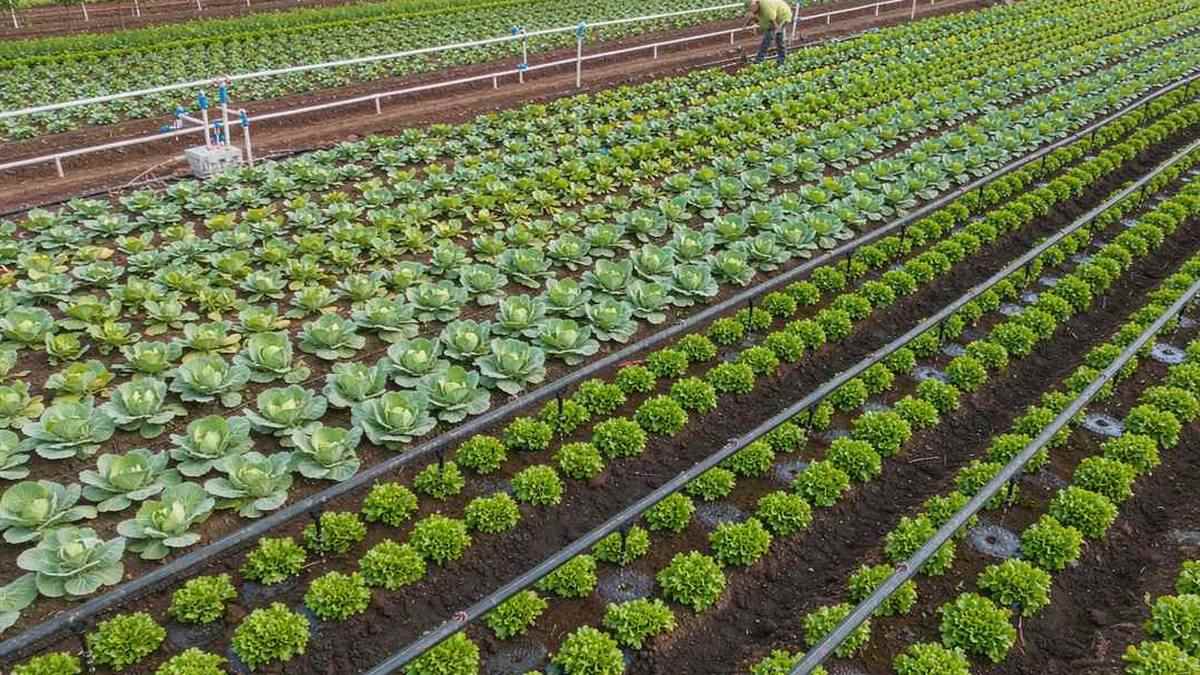 تكلفة تركيب نظام ري بالتنقيط في دول الخليج في الإمارات: دليل عملي من تجربة حقيقية