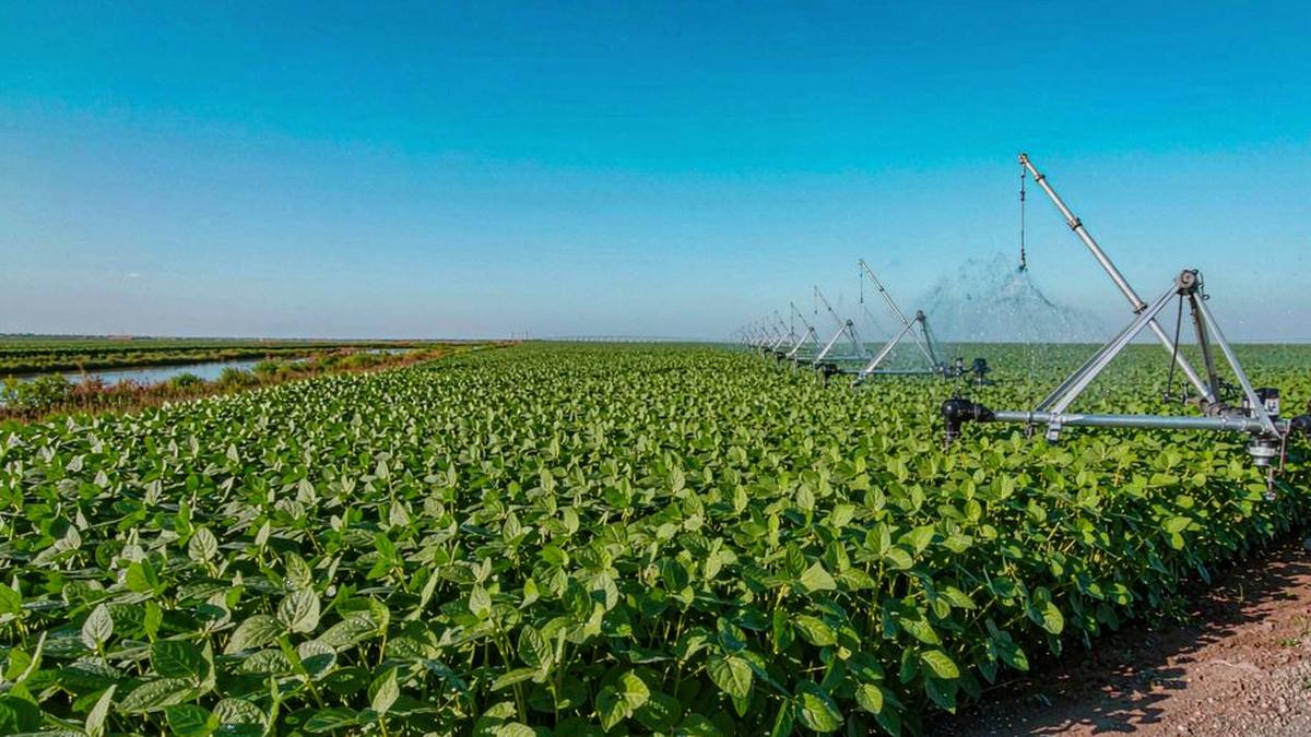 Drip Irrigation for Vegetables: Best Practices for Higher Yields